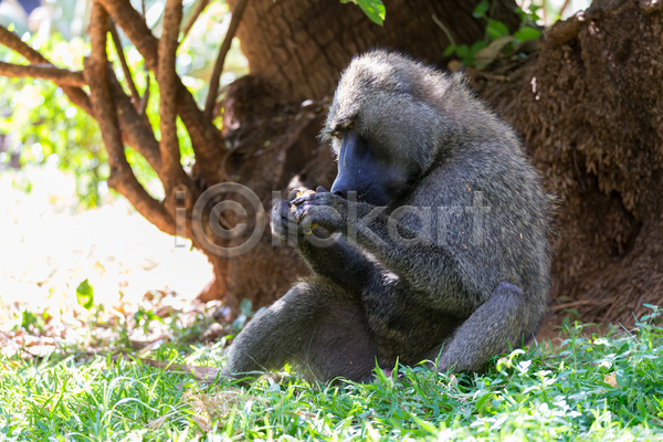 보호 사람없음 JPG 포토 해외이미지 과일 동물 동쪽 머리 서쪽 손 아프리카 원숭이 자연 케냐 포유류 풍경(경치) 해외202105