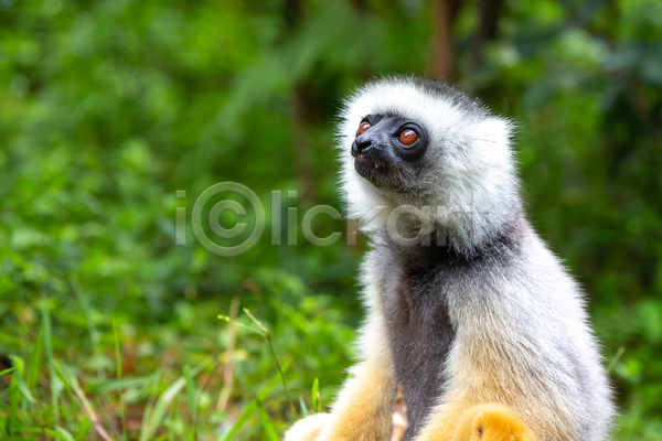 보호 호기심 사람없음 JPG 포토 해외이미지 국립공원 나무 동물 마다가스카르 숲 실크 아프리카 야생동물 야외 여우원숭이 자연 초식 포유류 해외202105