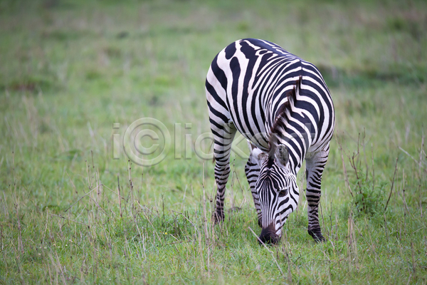 군중 사람없음 JPG 포토 해외이미지 게임 동물 사바나 서기 아프리카 야생동물 야외 얼룩말 자연 줄무늬 초식동물 케냐 탄자니아 패턴 평야 포유류 해외202105
