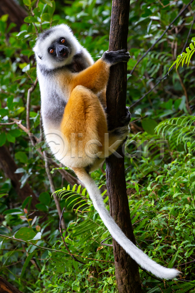 보호 호기심 사람없음 JPG 포토 해외이미지 국립공원 나무 동물 마다가스카르 숲 실크 아프리카 야생동물 야외 여우원숭이 자연 초식 포유류 해외202105