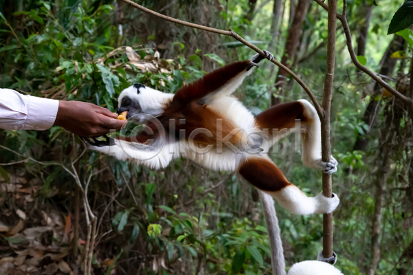 보호 호기심 사람없음 JPG 포토 해외이미지 국립공원 나무 동물 마다가스카르 바나나 숲 아프리카 야생동물 야외 여우원숭이 원숭이 자연 포유류 해외202105