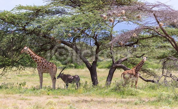 사람없음 JPG 포토 해외이미지 게임 기린 나무 동물 머리 목 사바나 아프리카 야생동물 야외 영양 자연 초식동물 케냐 파란색 패턴 포유류 풍경(경치) 하늘 해외202105