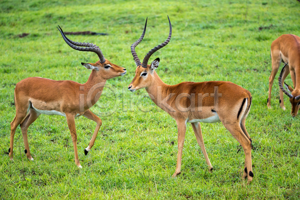사람없음 JPG 포토 해외이미지 가젤 나미비아 동물 램 머리 보츠와나 빨간색 뿔 사슴 아프리카 야생동물 야외 영양 자연 초식동물 포유류 해외202105