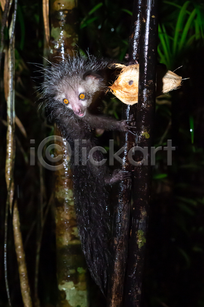 무서움 특별함 사람없음 JPG 포토 해외이미지 꼬리 나무 동물 마다가스카르 숲 심볼 아프리카 악마 야간 야생동물 여우원숭이 유령 자연 포유류 해외202105