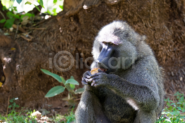 보호 사람없음 JPG 포토 해외이미지 과일 동물 동쪽 머리 서쪽 손 아프리카 원숭이 자연 케냐 포유류 풍경(경치) 해외202105