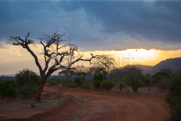 사람없음 JPG 포토 해외이미지 나무 보츠와나 사바나 식물 아카시아 아프리카 야외 자연 케냐 풍경(경치) 해외202105