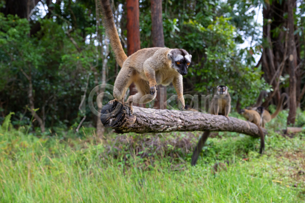 사람없음 JPG 포토 해외이미지 나무 동물 마다가스카르 숲 아프리카 야생동물 야외 여우원숭이 열대우림 원숭이 자연 포유류 해외202105