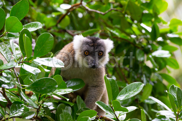 만족 사람없음 JPG 포토 해외이미지 나무 동물 마다가스카르 멸종위기 숲 아프리카 야생동물 야외 여우원숭이 열대우림 원숭이 자연 코 포유류 해외202105