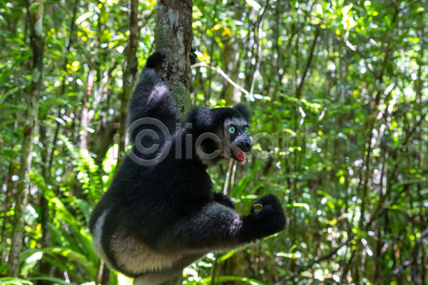 사람없음 JPG 포토 해외이미지 꼬리 나무 노래 동물 마다가스카르 무료이미지 숲 아프리카 야생동물 여우원숭이 자연 큼 포유류 해외202105