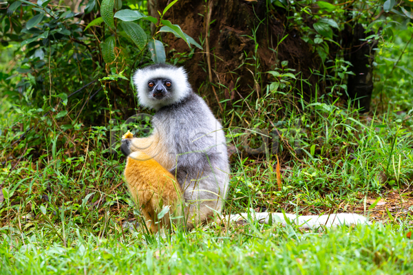 보호 호기심 사람없음 JPG 포토 해외이미지 국립공원 나무 동물 마다가스카르 무료이미지 숲 실크 아프리카 야생동물 야외 여우원숭이 자연 초식 포유류 해외202105