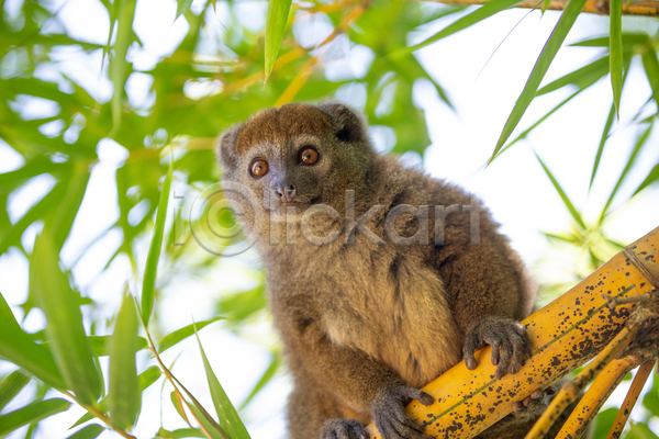 사람없음 JPG 포토 해외이미지 나무 대나무 동물 동쪽 마다가스카르 멸종위기 숲 아프리카 야생동물 야외 여우원숭이 열대우림 원숭이 유인원 자연 코 포유류 해외202105 회색