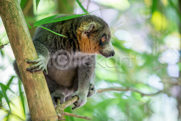 사람없음 JPG 포토 해외이미지 나무 대나무 동물 동쪽 마다가스카르 멸종위기 숲 아프리카 야생동물 야외 여우원숭이 열대우림 원숭이 유인원 자연 코 포유류 해외202105 회색
