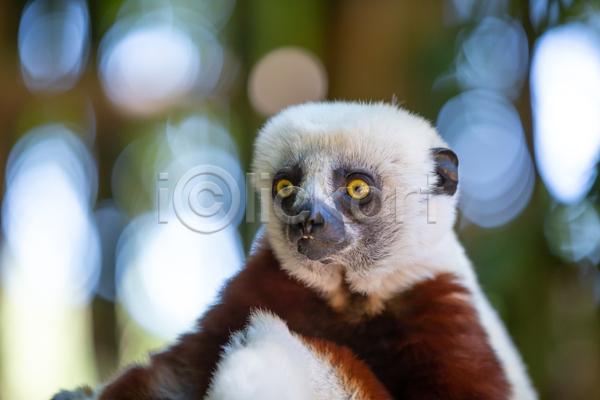 보호 호기심 사람없음 JPG 포토 해외이미지 나무 동물 마다가스카르 빨간색 숲 아프리카 야생동물 야외 여우원숭이 오르기 원숭이 유인원 자연 포유류 해외202105