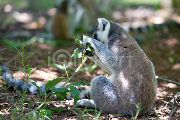 사람없음 JPG 포토 해외이미지 동물 마다가스카르 숲 아프리카 야생동물 야외 여우원숭이 원숭이 자연 줄무늬 포유류 해외202105