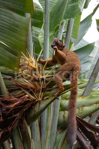 달콤 사람없음 JPG 포토 해외이미지 동물 마다가스카르 빨간색 숲 아프리카 야생동물 여우원숭이 열대우림 원숭이 잎 자연 포유류 해외202105