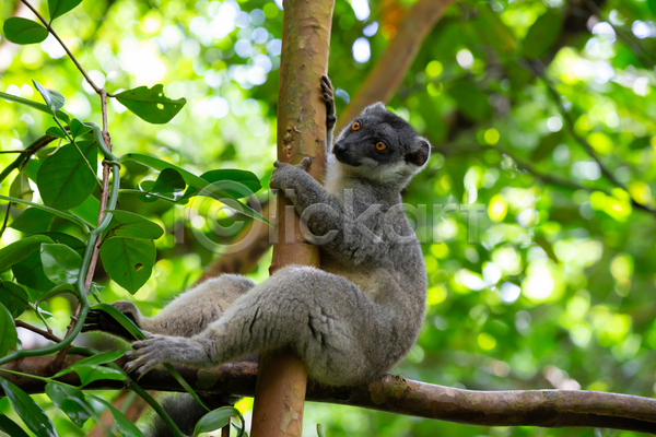 만족 사람없음 JPG 포토 해외이미지 나무 동물 마다가스카르 멸종위기 손목시계 숲 아프리카 앉기 야생동물 야외 여우원숭이 열대우림 원숭이 자연 포유류 해외202105