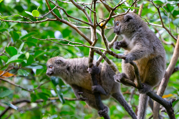 사람없음 JPG 포토 해외이미지 나무 대나무 동물 마다가스카르 무료이미지 숲 아프리카 야생동물 여우원숭이 열대우림 원숭이 자연 포옹 포유류 해외202105