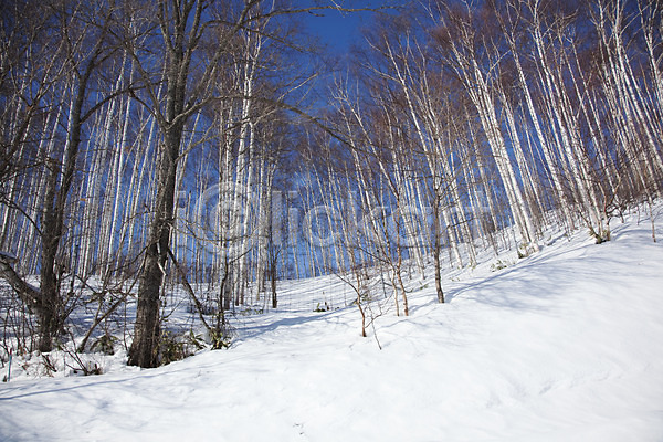 사람없음 2010년일본 JPG 포토 해외기획촬영 겨울 계절 나무 눈(날씨) 설경 설원 숲 식물 야외 일본 자연 자작나무 자작나무숲 주간 풍경(경치) 홋카이도