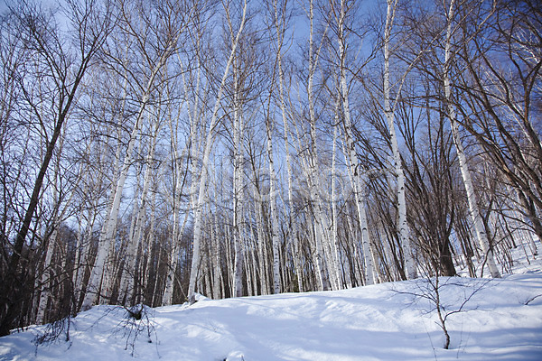 사람없음 2010년일본 JPG 포토 해외기획촬영 겨울 계절 나무 눈(날씨) 설경 설원 숲 식물 야외 일본 자연 자작나무 자작나무숲 주간 풍경(경치) 홋카이도