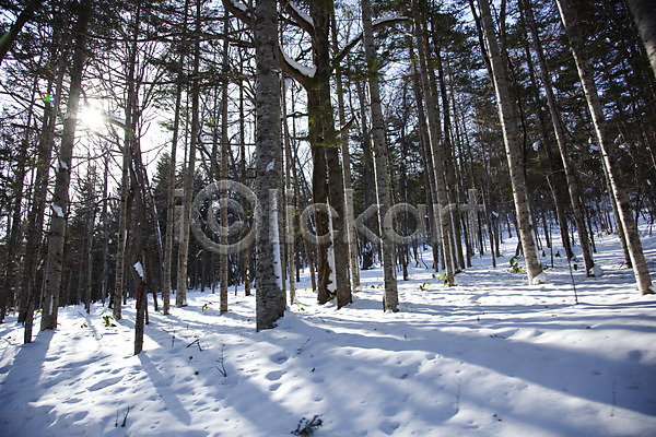 사람없음 2010년일본 JPG 포토 해외기획촬영 겨울 계절 나무 눈(날씨) 설경 설원 숲 식물 야외 일본 자연 자작나무 자작나무숲 주간 태양 풍경(경치) 해 홋카이도