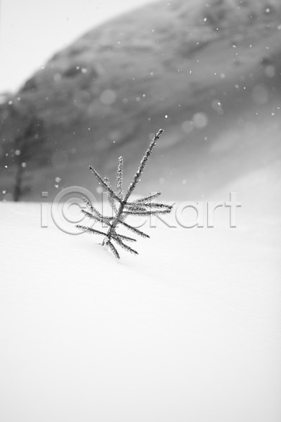 사람없음 2010년일본 JPG 포토 해외기획촬영 겨울 계절 나무 눈(날씨) 비에이 설경 설원 식물 야외 일본 자연 주간 풍경(경치) 홋카이도