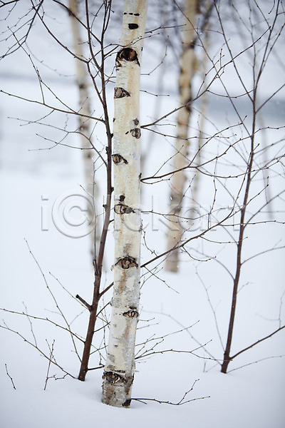 사람없음 2010년일본 JPG 포토 해외기획촬영 겨울 계절 나무 눈(날씨) 비에이 설경 설원 식물 야외 일본 자연 자작나무 주간 풍경(경치) 홋카이도