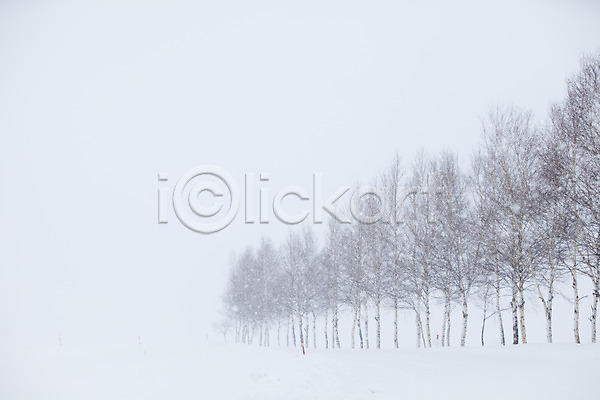 사람없음 2010년일본 JPG 포토 해외기획촬영 겨울 계절 나무 눈(날씨) 비에이 설경 설원 숲 식물 야외 일본 자연 자작나무 자작나무숲 주간 풍경(경치) 홋카이도