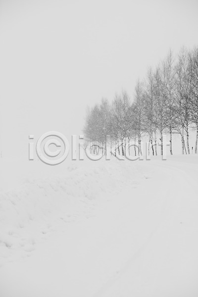 사람없음 2010년일본 JPG 포토 해외기획촬영 겨울 계절 나무 눈(날씨) 비에이 설경 설원 숲 식물 야외 일본 자연 자작나무 자작나무숲 주간 풍경(경치) 홋카이도