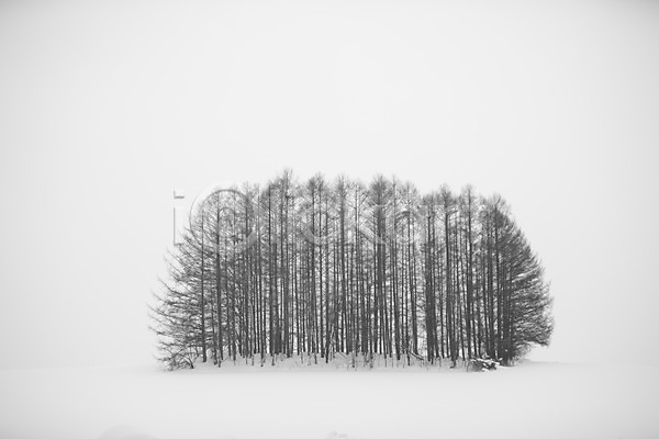 사람없음 2010년일본 JPG 포토 해외기획촬영 겨울 계절 나무 눈(날씨) 마일드세븐나무 비에이 설경 설원 숲 식물 야외 일본 자연 주간 풍경(경치) 홋카이도