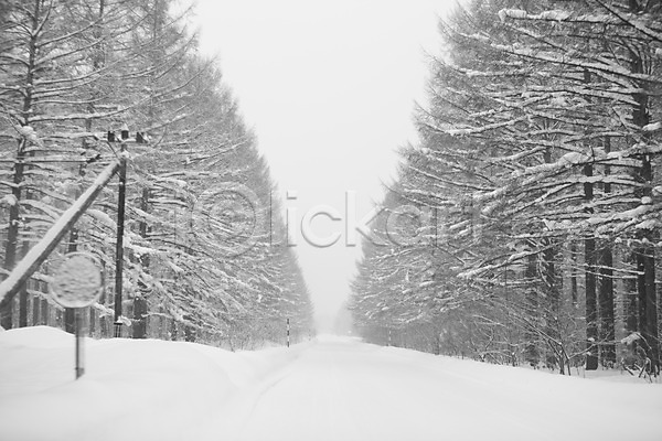 사람없음 2010년일본 JPG 포토 해외기획촬영 겨울 계절 길 나무 눈(날씨) 설경 설원 숲 식물 야외 일본 자연 주간 풍경(경치) 홋카이도