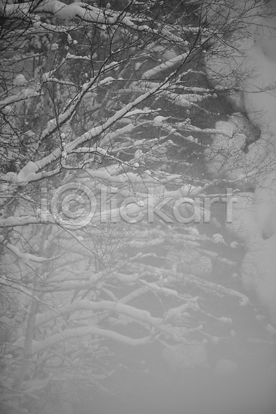 사람없음 2010년일본 JPG 포토 해외기획촬영 흑백 겨울 계절 나무 눈(날씨) 설경 시로가네 시로가네온천 식물 야외 일본 자연 주간 폭포 풍경(경치) 홋카이도 흰수염폭포