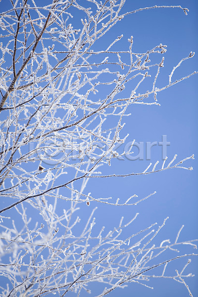 사람없음 2010년일본 JPG 포토 해외기획촬영 겨울 계절 나무 눈꽃 설경 식물 야외 일본 자연 주간 풍경(경치) 홋카이도