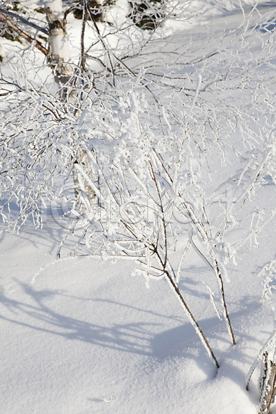 사람없음 2010년일본 JPG 포토 해외기획촬영 겨울 계절 나무 눈(날씨) 눈꽃 설경 설원 식물 야외 일본 자연 주간 풍경(경치) 홋카이도