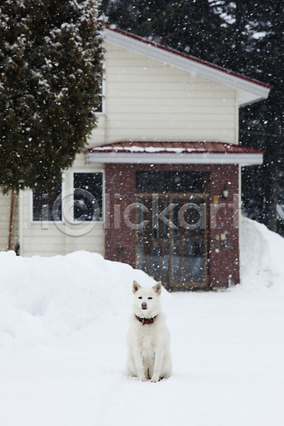 사람없음 2010년일본 JPG 포토 해외기획촬영 강아지 개 건물 겨울 계절 나무 눈(날씨) 눈내림 동물 동물라이프 반려 비에이 설경 설원 식물 야외 일본 자연 주간 주택 풍경(경치) 한마리 홋카이도