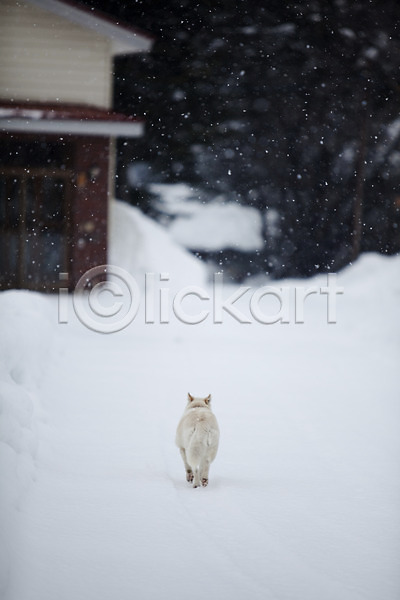 사람없음 2010년일본 JPG 포토 해외기획촬영 강아지 개 건물 겨울 계절 나무 눈(날씨) 눈내림 동물 동물라이프 반려 비에이 설경 설원 식물 야외 일본 자연 주간 주택 풍경(경치) 한마리 홋카이도