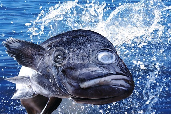 사람없음 PSD 편집이미지 동물 바다 식재료 어류 어패류 음식 편집 한마리 합성 해산물