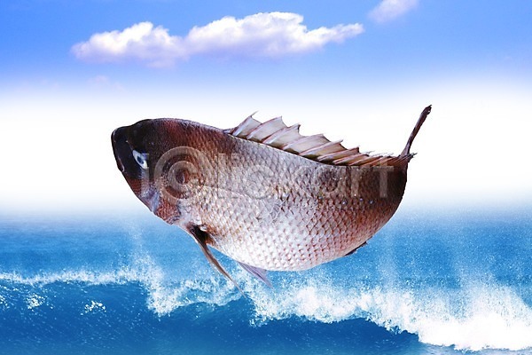 사람없음 PSD 편집이미지 구름(자연) 동물 망상어 바다 식재료 어류 어패류 음식 편집 하늘 한마리 합성 해산물