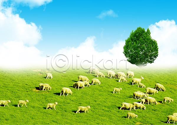 사람없음 PSD 편집이미지 가축 구름(자연) 기독교 나무 동물 목장 양 양떼 여러마리 잔디 종교 초원(자연) 편집 포유류 풀(식물) 풍경(경치) 하늘 한그루