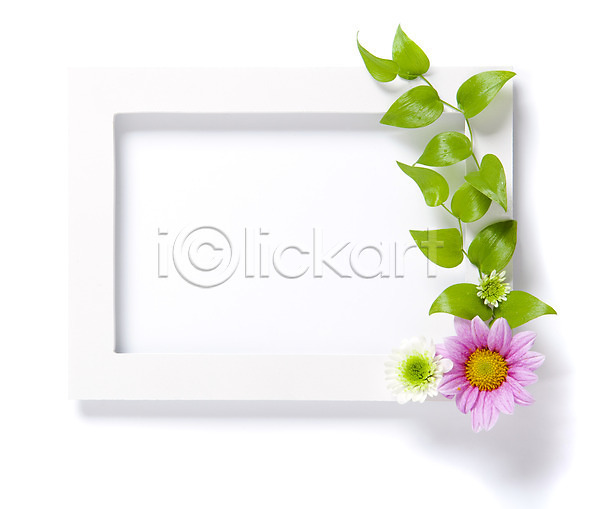 사람없음 JPG 포토 꽃 백그라운드 벽 분홍색 소국 식물 실내 액자