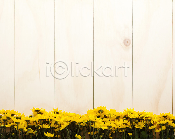 사람없음 JPG 포토 꽃 나무 노란색 목재 백그라운드 벽 소국 식물 실내