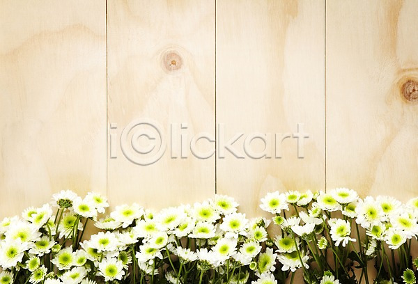 사람없음 JPG 포토 꽃 나무 목재 백그라운드 벽 소국 식물 실내