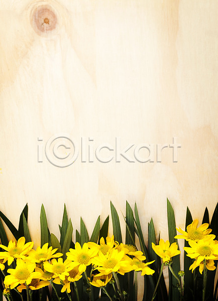 사람없음 JPG 포토 꽃 나무 나뭇잎 노란색 목재 백그라운드 벽 소국 식물 실내 잎
