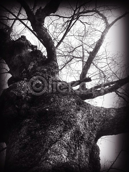 사람없음 JPG 로우앵글 비네팅 포토 나무 나뭇가지 식물 야외 자연 주간 풍경(경치) 한그루
