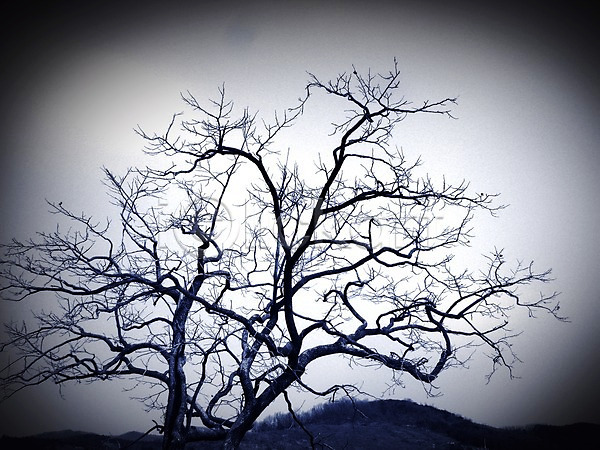 건조 사람없음 JPG 비네팅 포토 겨울 나무 나뭇가지 산 식물 앙상함 야외 자연 주간 풍경(경치)