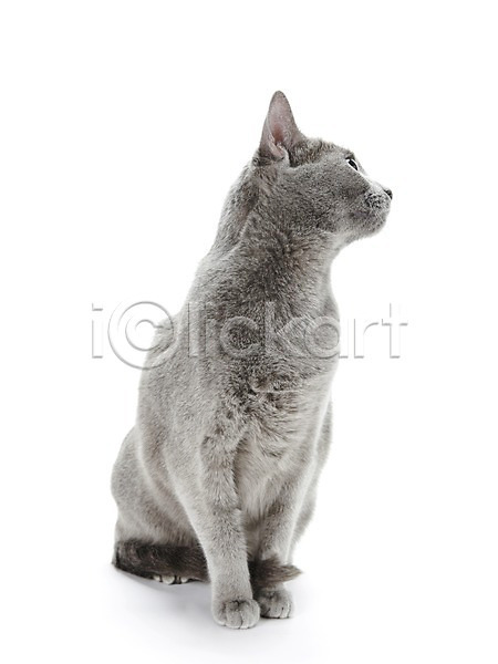 귀여움 사람없음 JPG 포토 고양이 동물 러시안블루 반려 반려동물 스튜디오촬영 실내 앉기 포유류 한마리