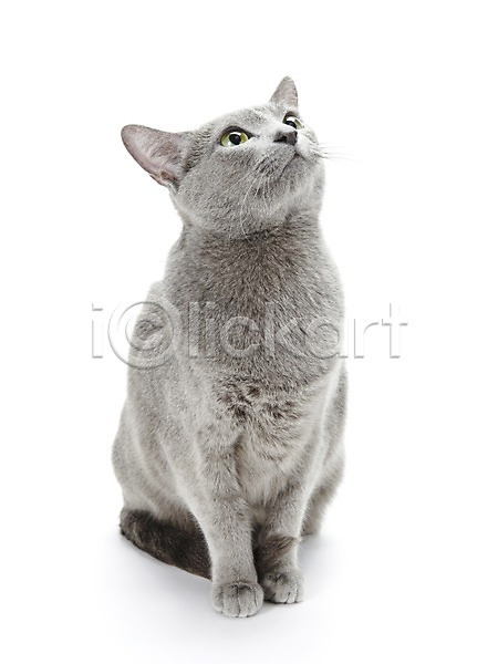 귀여움 사람없음 JPG 포토 고양이 동물 러시안블루 반려 반려동물 스튜디오촬영 실내 앉기 포유류 한마리