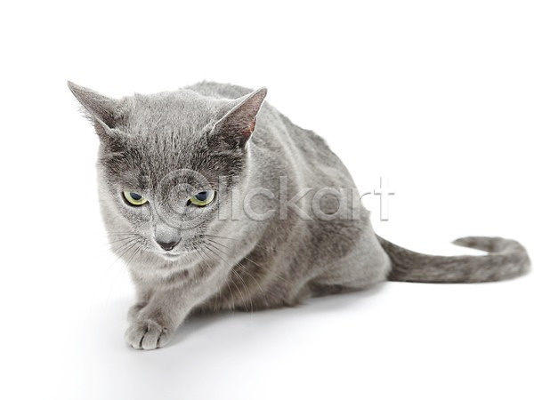귀여움 사람없음 JPG 포토 고양이 눕기 동물 러시안블루 반려 반려동물 스튜디오촬영 실내 포유류 한마리