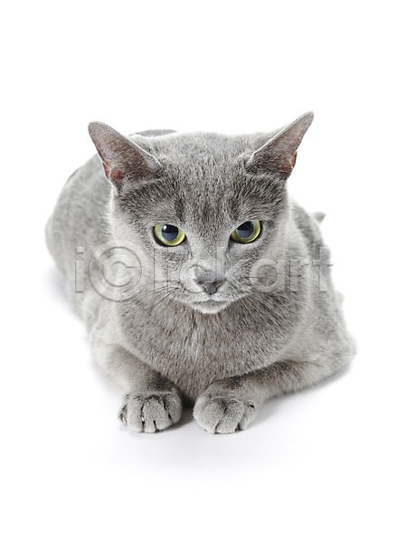 귀여움 사람없음 JPG 포토 고양이 눕기 동물 러시안블루 반려 반려동물 스튜디오촬영 실내 포유류 한마리