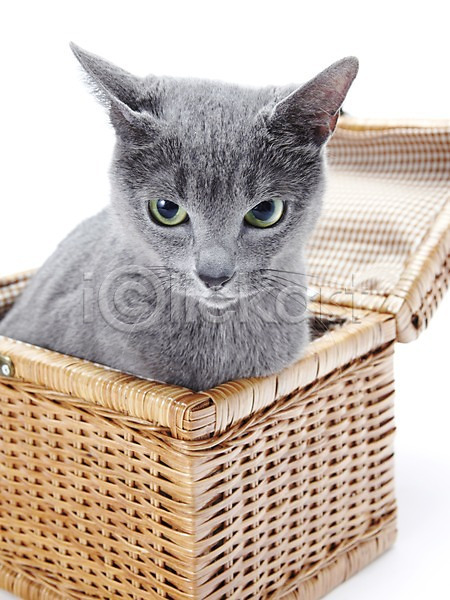 귀여움 사람없음 JPG 포토 고양이 동물 러시안블루 바구니 반려 반려동물 소풍 스튜디오촬영 실내 앉기 포유류 한마리