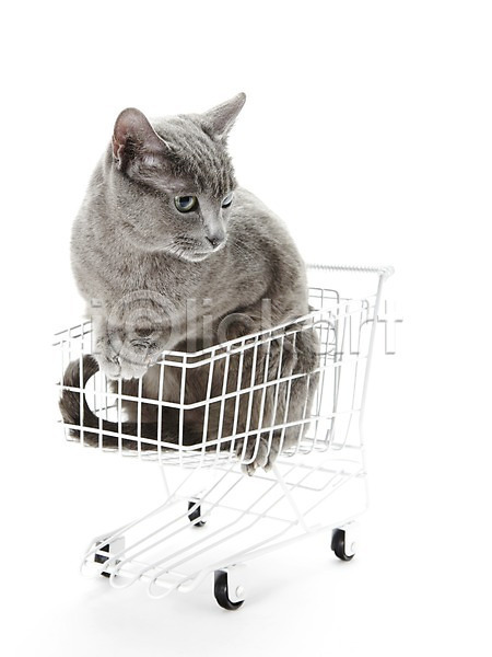 귀여움 사람없음 JPG 포토 고양이 동물 러시안블루 반려 반려동물 쇼핑카 스튜디오촬영 실내 앉기 카트 포유류 한마리